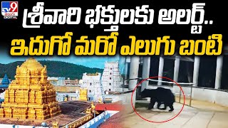 శ్రీవారి భక్తులకు అలర్ట్‌..  ఇదుగో మరో ఎలుగు బంటి | Bear spotted at Tirumala  @TV9TeluguDigital