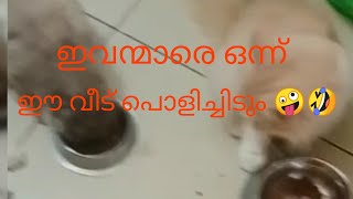 ഹെന്റമ്മോ  !  ഒരു വീട് കുളമാക്കാൻ ഇവന്മാർ  മതി ചിരിച്ചു ചാകും 🤣🤪😄😄😄😀