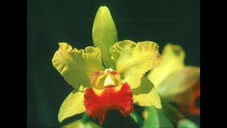 Jerry Rehfield 2 of 3 - orchid growing and hybridizing