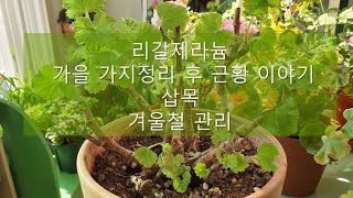 리갈제라늄 가지정리 후 새순 / 겨울철관리/ 삽목근황 / regal pelargonium care.