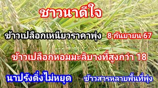 ชาวนาดีใจ!! ข้าวเปลือกเหนียว+ข้าวเปลือกหอมมะลิพุ่งหนัก ข้าวนาปรังข้าวเบอร์ลงต่อเนื่อง