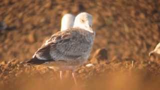 1cy Caspian Gull Flamborough 22 Sept 2013