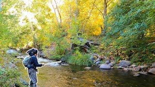 Fly Fishing an Incredible Creek for Trout! (Brown Trout and RARE Gila Trout!)