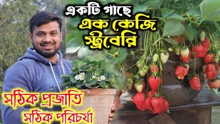 1 স্ট্রবেরি গাছের 1 কেজি ফলন পেতে করুন সঠিক পরিচর্যা লাগান সঠিক জাত || Care of strawberry plant ||