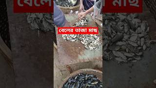 বিলের তাজা মাছ | সর্বোচ্চ মানের টাটকা মাছ এখন আপনার হাতের কাছে\