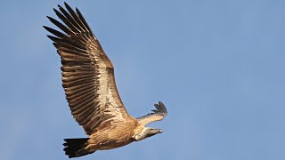 Conserving South Africa’s Vulture Population with Wildlife ACT