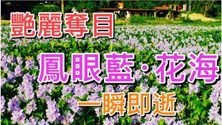 【香港好去處．賞花篇】鳳眼藍．花海｜艷麗奪目．花期罕有難得．嘆為觀止｜突發．綻放時機．一瞬即逝．水浮蓮｜