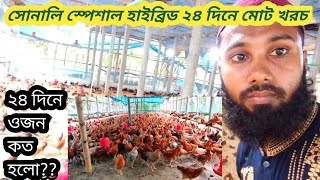 সোনালি স্পেশাল হাইব্রিড ২৪ দিনে মোট খরচ ও গড় ওজন কত হলো?