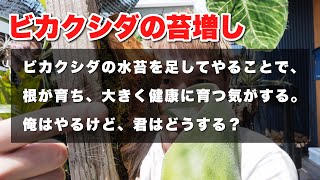 水苔、足してる？【ビカクシダ】