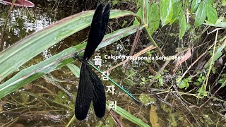 물잠자리 Calopteryx japonica Selys 유등천강턱 Yudeungcheon Riverside