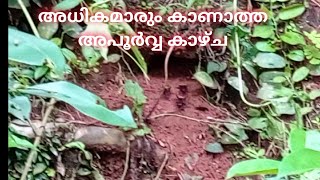 അധികമാരും കാണാത്ത അപൂർവ്വ കാഴ്ച