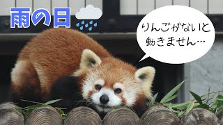 【雨の日】レッサーパンダ達のごはんタイム