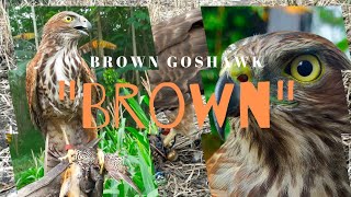 Falconry : Hunting with Brown Goshawk | Accipiter Fasciatus |  hawking Quail | Austringer |  Goshawk