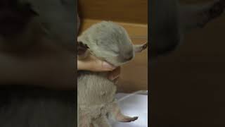 カワウソ双子の赤ちゃんよちよち【Baby otter walk】