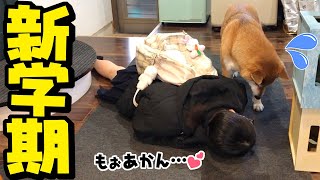 新学期早々ぶっ倒れる女子高生の娘を心配する姉柴犬