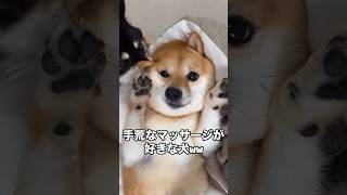 手荒なマッサージにうっとりする犬w #柴犬 #shorts #dog