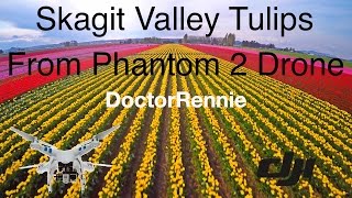 Skagit Valley Tulip Festival - La Conner, Washington from DJI Phantom 2 Drone