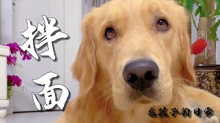 【毛孩子的日常】毛孩儿：今天我吃肉疙瘩拌面 #金毛犬 #萌宠#可爱 #可爱到爆炸 #狗子#干饭 #干饭狗的日常 #干饭王 #funny #搞笑