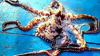 கடல் பச்சோந்தி ஆக்டோபஸ் கனவா (கடம்பா ) | About octopus, squid