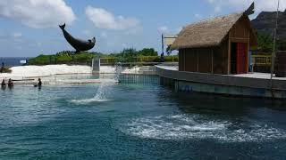 9-5-19 091 Sea Life Park - flying dolphin