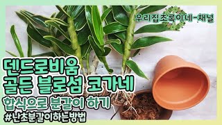 덴드로비움 골든 블로섬 코가네 합식으로 분갈이 하기 #덴드로비움골든블로섬코가네분갈이해주기 #난초분갈이하는방법