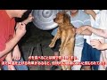 韓国の動物虐待と犬食文化 ポシンタン animal abuse by koreans 犬鍋 sea shepherd wwf peta 犬