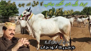 Sardar  Malik Asad Sikandar sahib ka shoq | Sindhi lari cow | August 27, 2024