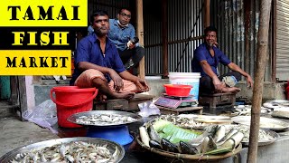 Amazing Fish Market | Rural Fish Market in Bangladesh | তামাই মাছের বাজার