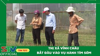 STV - Hành tím sớm Vĩnh Châu bắt đầu vào vụ thu hoạch