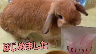 【毛球症対策】もうあんな思いはさせたくない！うさぎを病気から守るのだ！！～ホーランドロップみかん