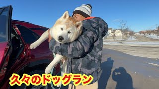 柴犬貴教17才！久々のドッグランで🌀🌀