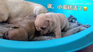 【法国斗牛犬】下午茶系列的法斗小宝宝，你喜欢哪种口味呢？哈哈～ f6