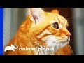 Diabetic Cat's Owner Can't Stop Overfeeding Him | My Cat From Hell