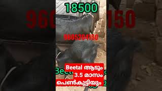 beetal ആടും 1 പെൺകുട്ടിയും വില്പനക്ക് 18500 മാത്രം 9605204150