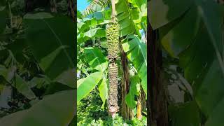 Banana Tree at Hort Park  #shorts #fruit #naturelovers