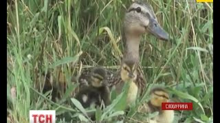 Багатодітна качина сім’я із Словаччини стала зіркою мережі