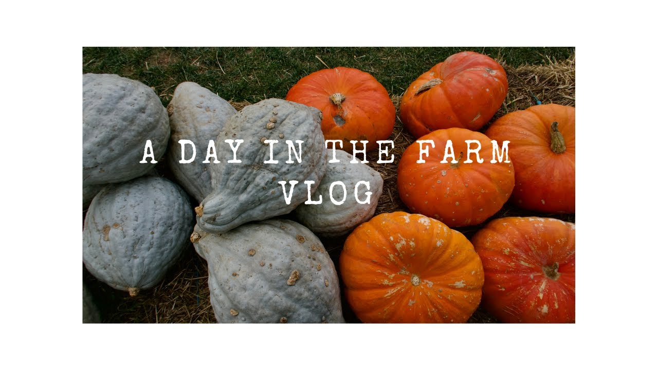 Farm Pumpkin Patch Vlog Youtube