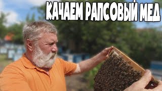 Качаю РАПСОВЫЙ МЕД. Пчеловодство 2020. Пчеловодство для начинающих