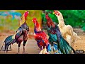 TOP 30+ ASEEL CHICKEN COLLECTION IN MY FARM