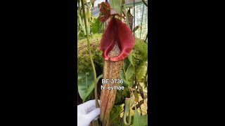 [Item Short] BE-3736 | N. eymae #carnivorous #nepenthes