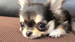 【🐶Chihuahua】A dog talks with another dog. ★Funny and Cute Animals #shorts