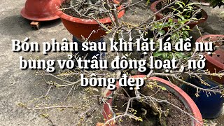 Lặt lá mai rồi nên tưới loại phân này để dễ bung vỏ trấu đồng loạt trổ bông đẹp // 15-12 âm lịch