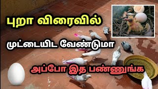 🕊️ How to pigeons lay egg🥚 what reason to pigeon not laying egg🤗 |Best Solution | Pr Pigeons