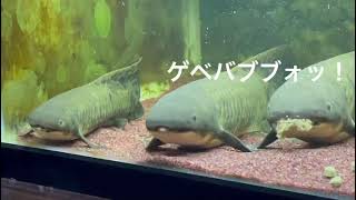 【字幕スーパー】ネオケラ（オーストラリア肺魚）の食事シーン