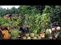 FULL VIDEO The beautiful atmosphere when it rains in the garden, harvesting melons and chilies