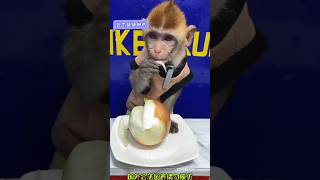 monkey eating #002 #babymonkey #animals #monkey #shorts #short