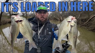 THIS CREEK IS LOADED WITH WHITE BASS (White bass run 2025)