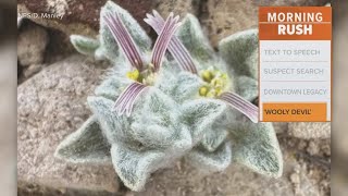 Texas' newest plant spotted in Big Bend National Park