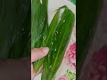 ซุบหน่อไม้ใส่ใบขิงและงาคั่วหอมนัวแซ่บ เมนูบ้านๆอาหารง่ายๆ ซุปหน่อไม้ cooking วิถีอีสาน แซ่บของแท้