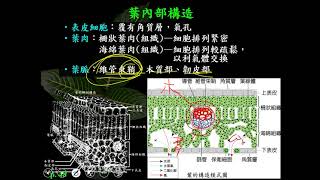 11001選修生物二ch2 2 17葉的內部構造二良